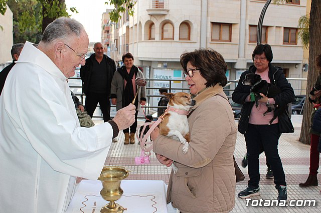 Bendicin de animales San Antn Totana 2020 - 41