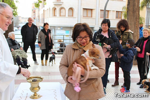 Bendicin de animales San Antn Totana 2020 - 42