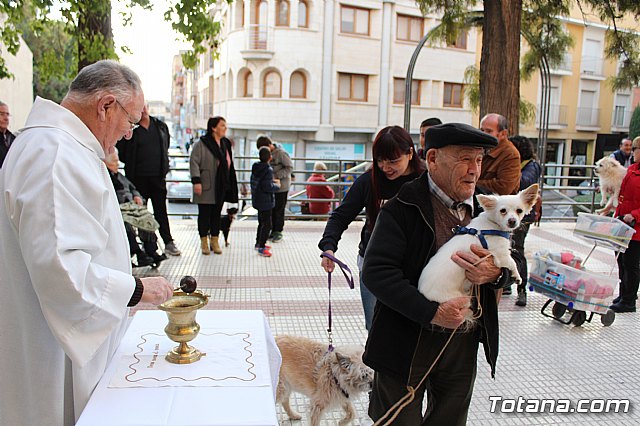 Bendicin de animales San Antn Totana 2020 - 61