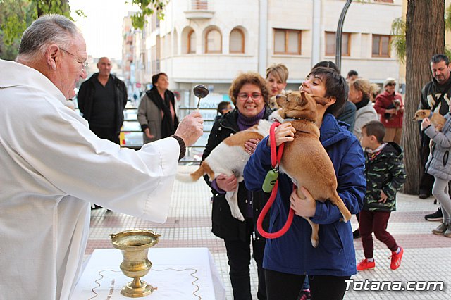 Bendicin de animales San Antn Totana 2020 - 67