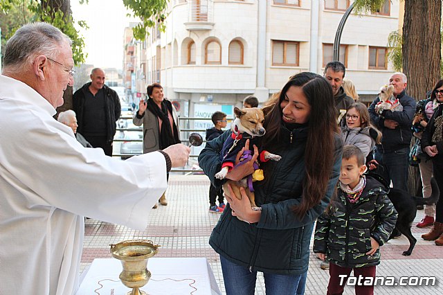 Bendicin de animales San Antn Totana 2020 - 70