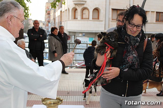 Bendicin de animales San Antn Totana 2020 - 82