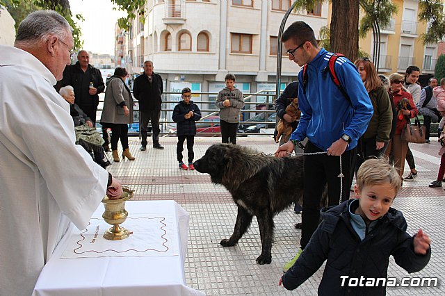 Bendicin de animales San Antn Totana 2020 - 95