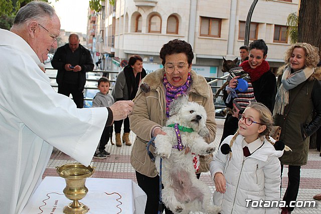 Bendicin de animales San Antn Totana 2020 - 134
