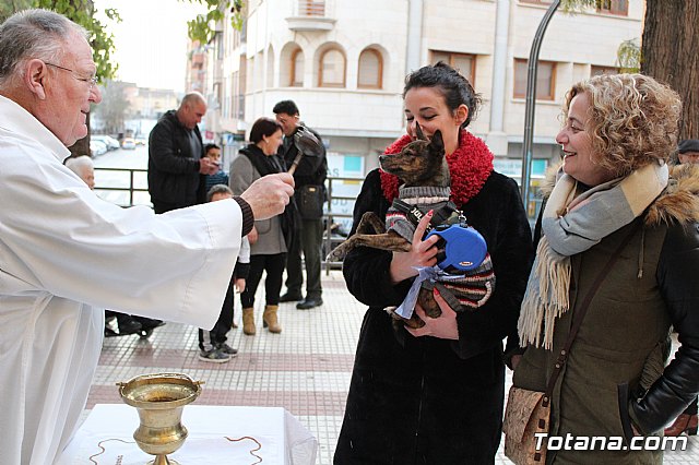 Bendicin de animales San Antn Totana 2020 - 135