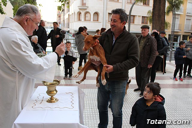 Bendicin de animales San Antn Totana 2020 - 150
