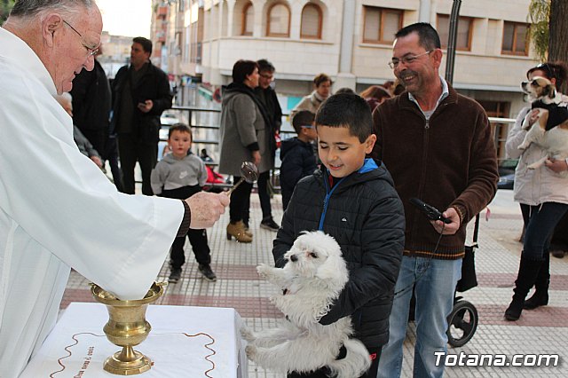 Bendicin de animales San Antn Totana 2020 - 154