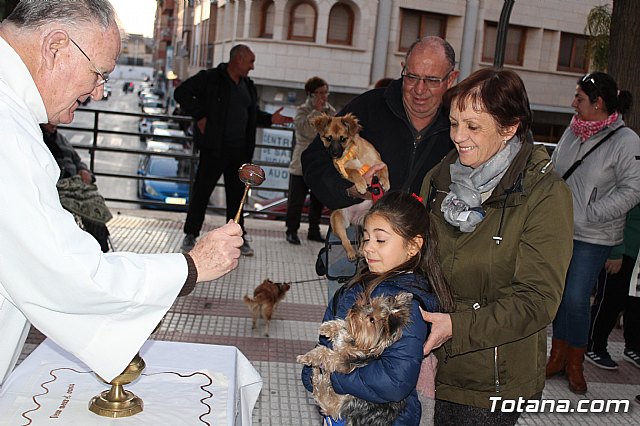 Bendicin de animales San Antn Totana 2020 - 211