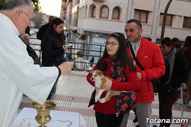Bendicin de animales San Antn Totana 2020 - 218