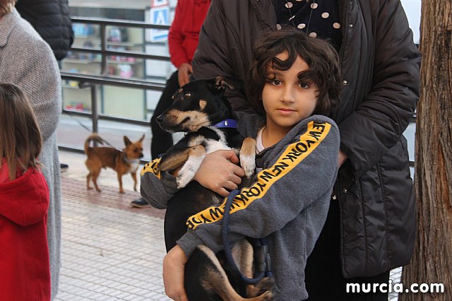 Bendicin de animales San Antn Totana 2020 - 257