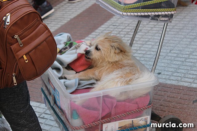 Bendicin de animales San Antn Totana 2020 - 259