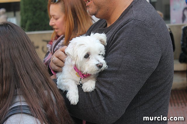 Bendicin de animales San Antn Totana 2020 - 284