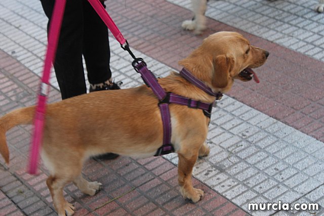 Bendicin de animales San Antn Totana 2020 - 286
