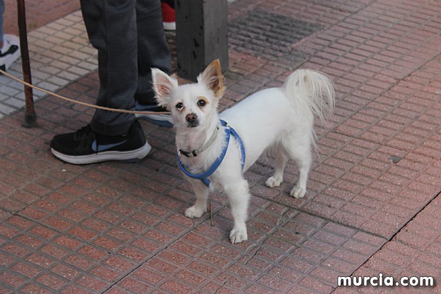 Bendicin de animales San Antn Totana 2020 - 289