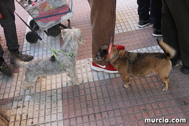 Bendicin de animales San Antn Totana 2020 - 290