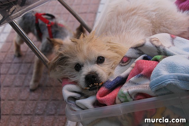 Bendicin de animales San Antn Totana 2020 - 291