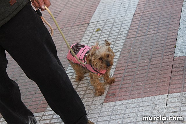 Bendicin de animales San Antn Totana 2020 - 295