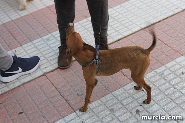 Bendicin de animales San Antn Totana 2020 - 296