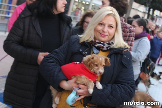 Bendicin de animales San Antn Totana 2020 - 298