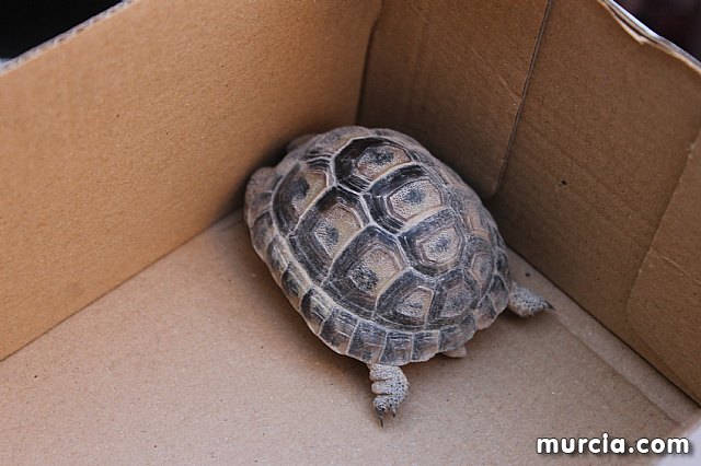 Bendicin de animales San Antn Totana 2020 - 302