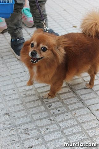 Bendicin de animales San Antn Totana 2020 - 305