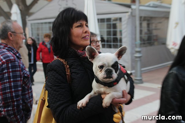 Bendicin de animales San Antn Totana 2020 - 310