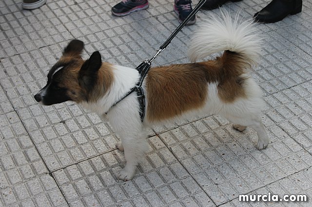 Bendicin de animales San Antn Totana 2020 - 312