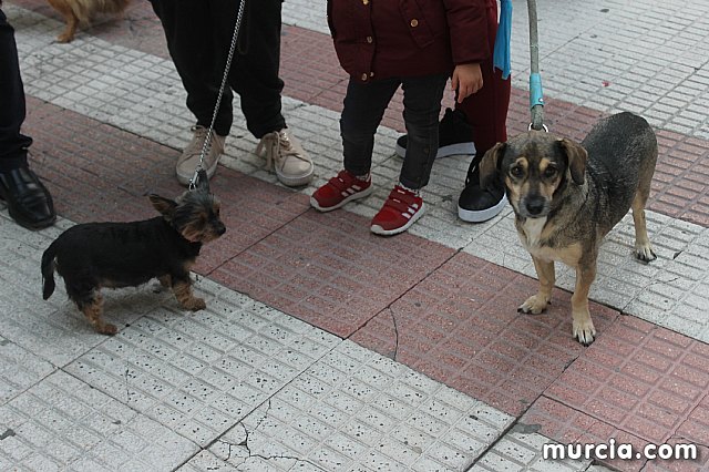 Bendicin de animales San Antn Totana 2020 - 343