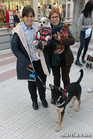 Bendicin de animales San Antn Totana 2020 - 364