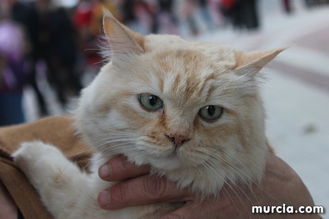 Bendicin de animales San Antn Totana 2020 - 367