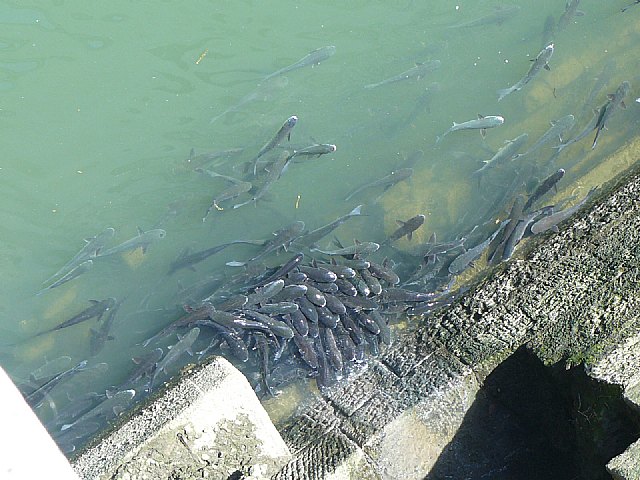 La Pea Athletic de Totana emprendi un viaje a Bilbao para asistir al encuentro entre los equipos del Athletic y el Real Madrid - 175