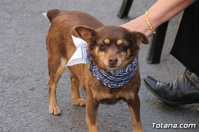 Bando de la Huerta - Fiestas de Primavera 2018 - 130