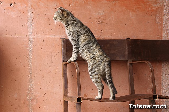 Las excavaciones en La Bastida arrancan de nuevo con el apoyo de National Geographic Society - 3