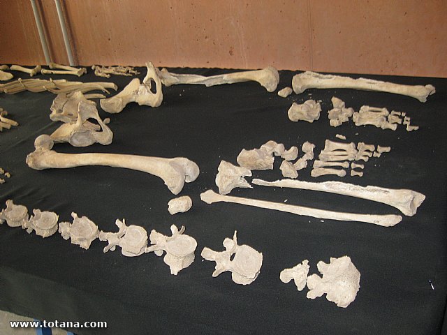 Visita amas de casa. Yacimiento Argrico de La bastida - 118