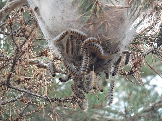 El Club Senderista de Totana visit la Sierra de Baza - 11
