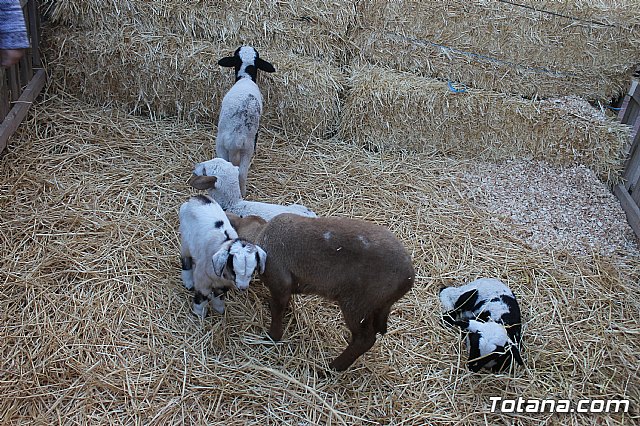  Beln Viviente de la Hermandad de Jess en el Calvario 2020 - 28