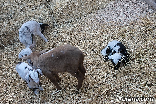  Beln Viviente de la Hermandad de Jess en el Calvario 2020 - 29