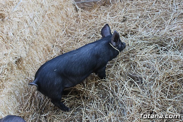  Beln Viviente de la Hermandad de Jess en el Calvario 2020 - 37