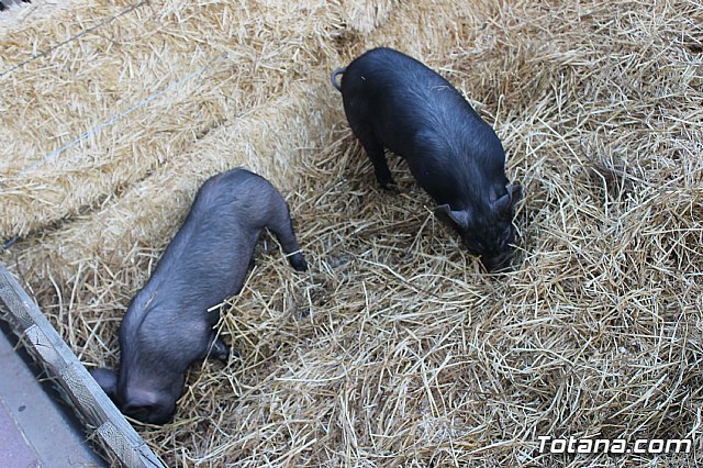  Beln Viviente de la Hermandad de Jess en el Calvario 2020 - 38