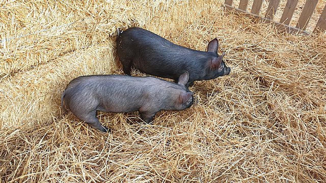  Beln Viviente de la Hermandad de Jess en el Calvario 2020 - 73