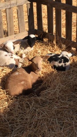  Beln Viviente de la Hermandad de Jess en el Calvario 2020 - 108