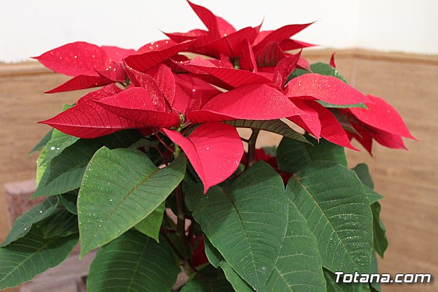 Inauguracin Beln Hdad. de la Vernica - Totana 2018 - 85