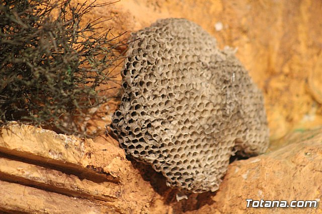 Beln Municipal - Navidad Totana 2017 - 92