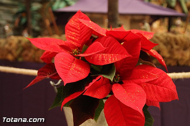 Beln solidario Hermandad de la Vernica 2016 - 86