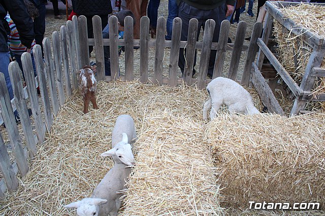 Beln viviente. Hdad. de Jess en el Calvario y Santa Cena  - 13