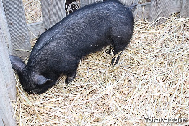 Beln viviente. Hdad. de Jess en el Calvario y Santa Cena  - 46