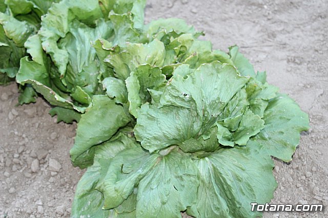 Beln viviente. Hdad. de Jess en el Calvario y Santa Cena  - 55