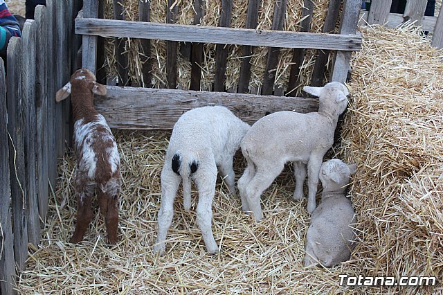 Beln viviente. Hdad. de Jess en el Calvario y Santa Cena  - 63