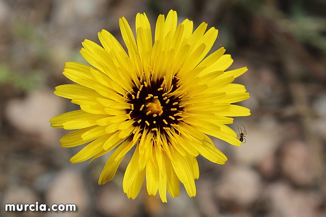 XVIII Bike Maraton Ciudad de Totana 2015 - 5