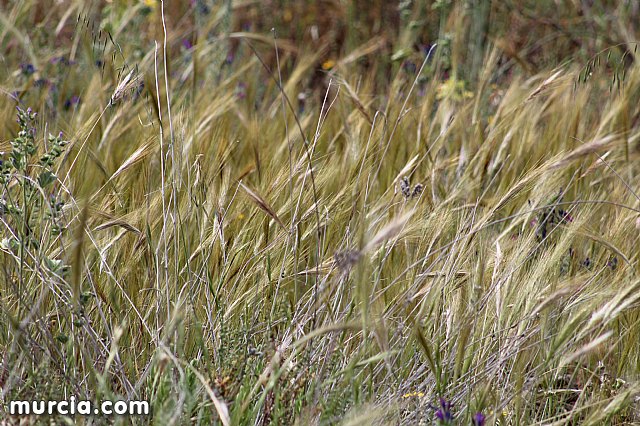 XVIII Bike Maraton Ciudad de Totana 2015 - 6